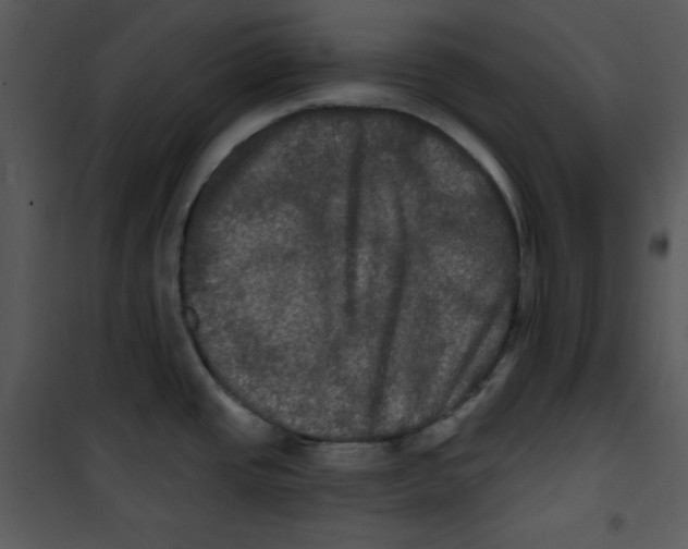 X0000100891437200807220941