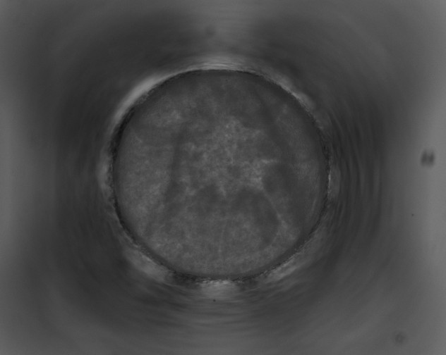 X0000100891454200807220940