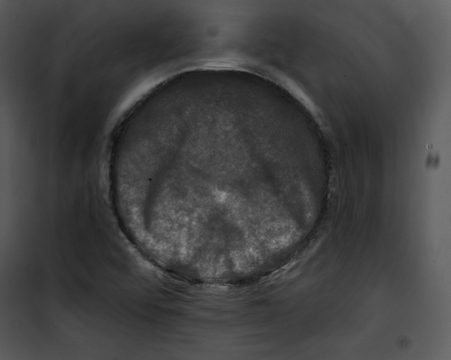 X0000100891456200807220940