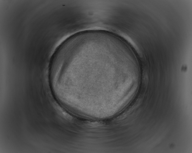 X0000100891460200807220940