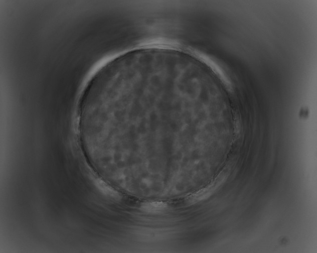 X0000100891462200807220939