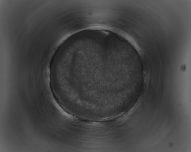 X0000100891476200807220939