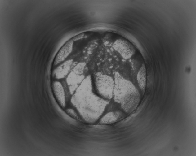 X0000100891483200807220939