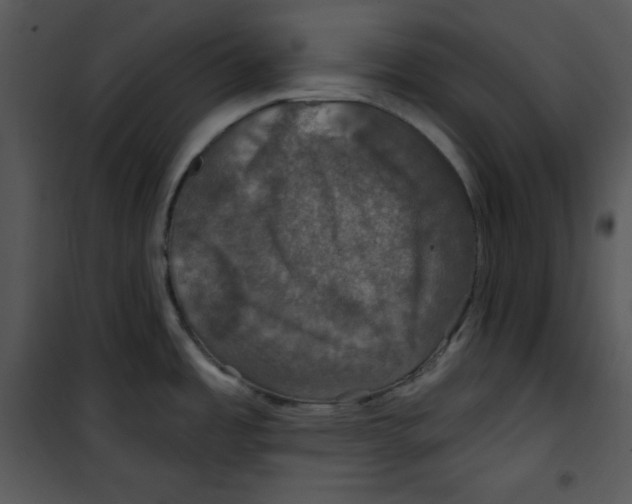 X0000100891485200807220939