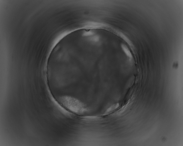 X0000100891487200807220939