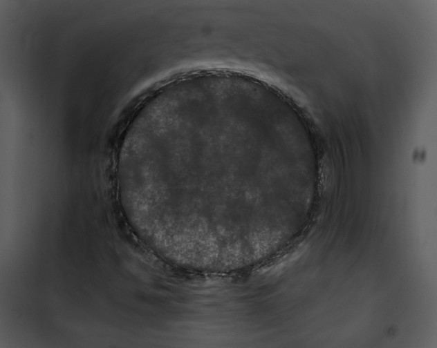 X0000100891494200807220938