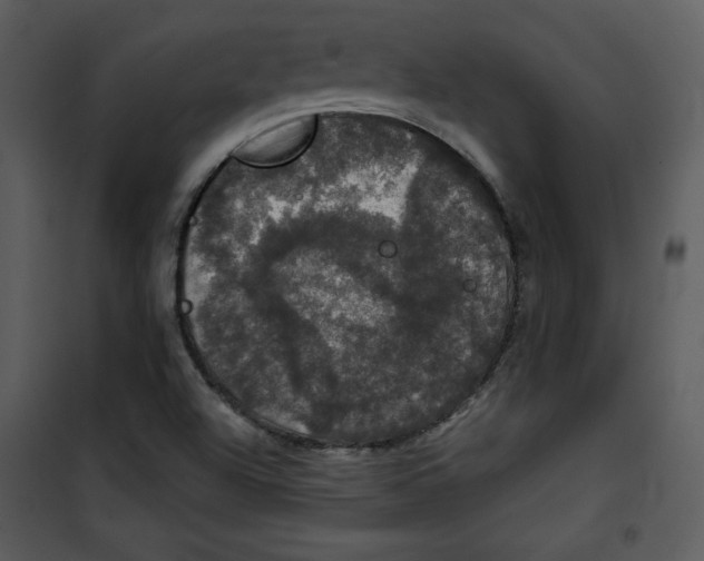 X0000100891504200807220938