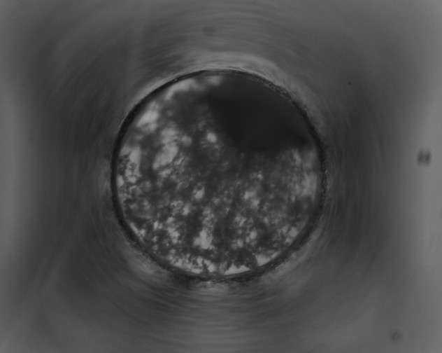 X0000100891505200807220939