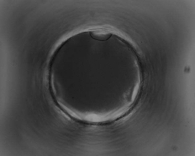 X0000100891506200807220939