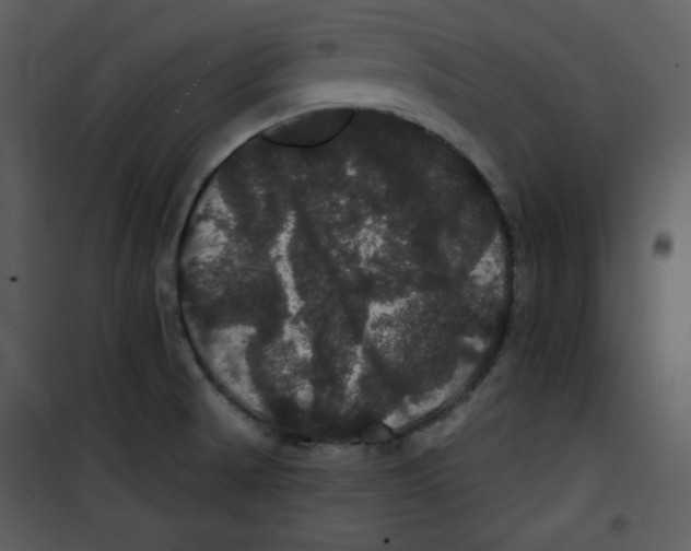 X0000100891521200807220939