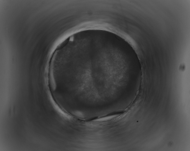 X0000100891528200807220939