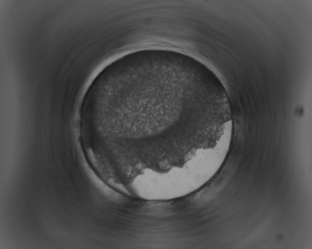 X0000100891531200807220939