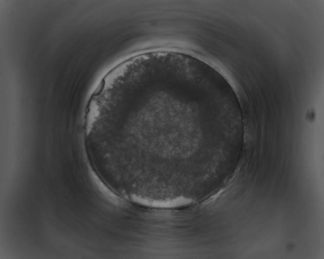 X0000100891532200807220939