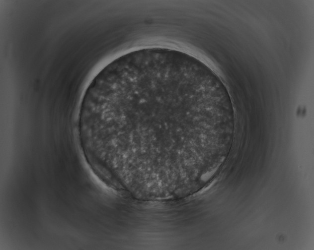 X0000100891536200807220939