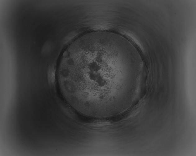 X0000100900491200806241255