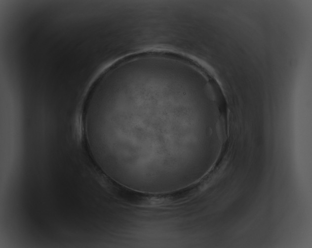 X0000100901271200806241245