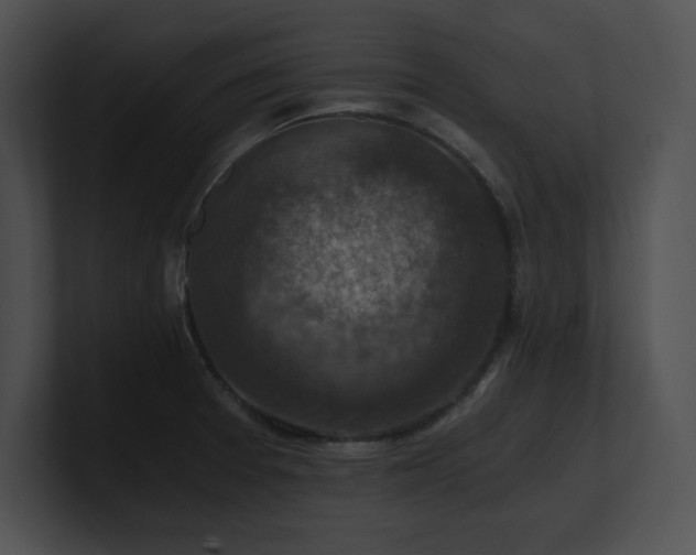 X0000100901377200806241243