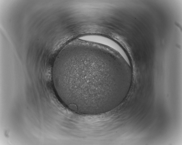 X0000100900017200807011231