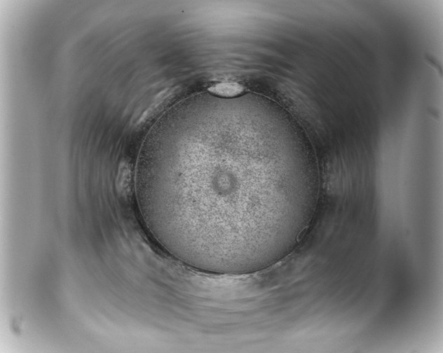 X0000100900036200807011231