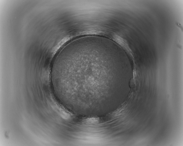 X0000100900156200807011228