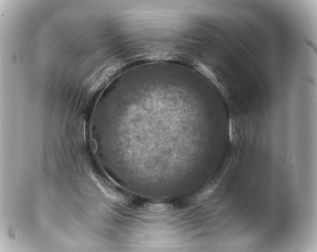 X0000100900205200807011228