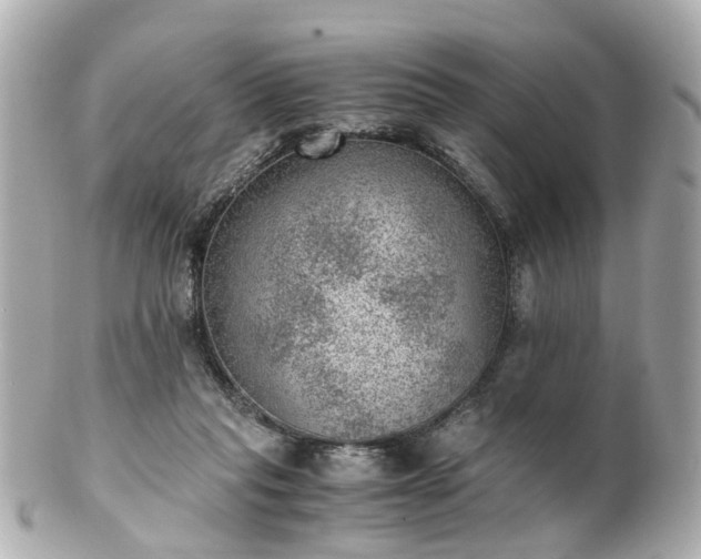 X0000100900261200807011227