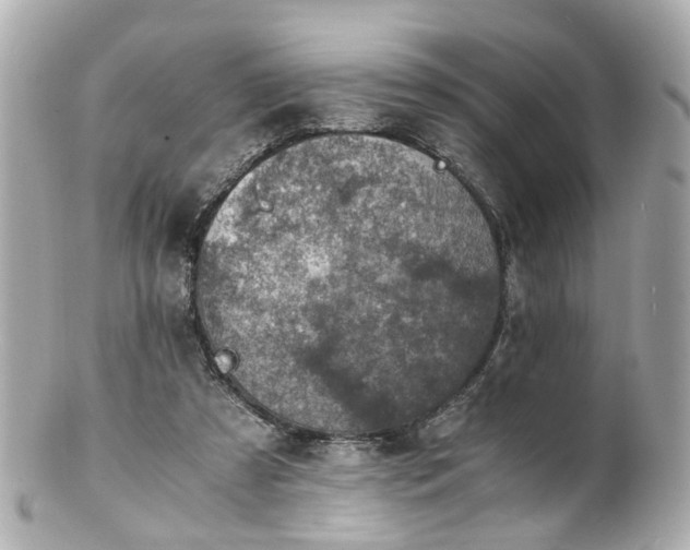 X0000100900305200807011227