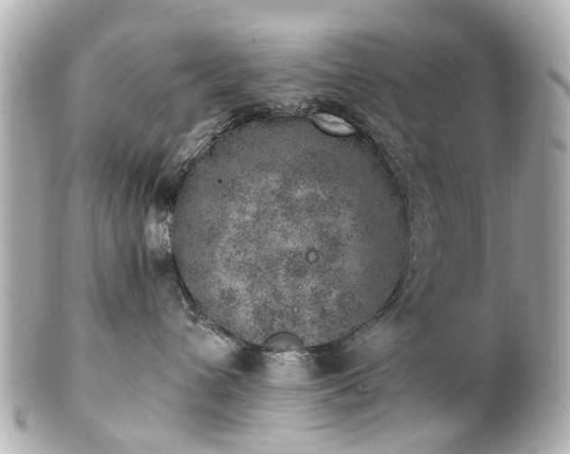 X0000100900432200807011225