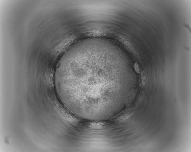 X0000100900450200807011224