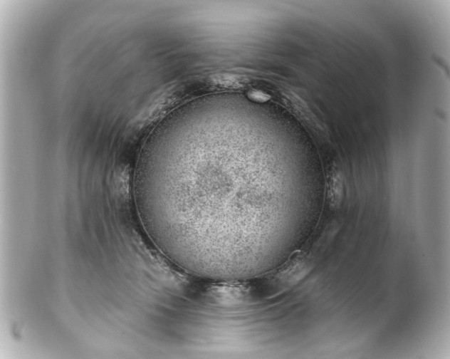 X0000100900466200807011225