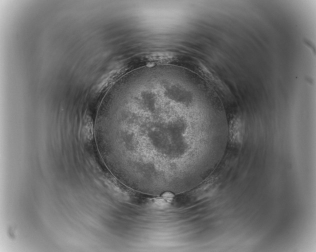 X0000100900474200807011225