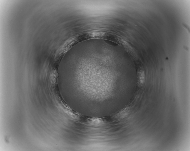 X0000100900475200807011225