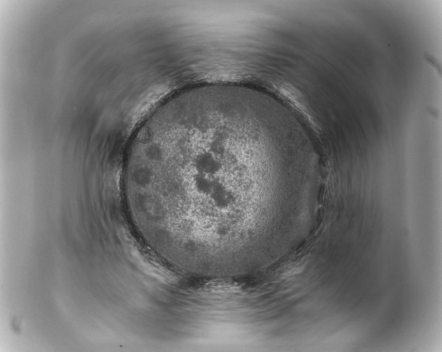 X0000100900491200807011224