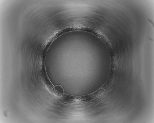 X0000100900496200807011223