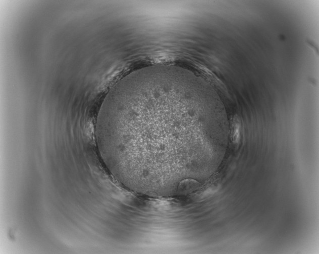 X0000100900523200807011223