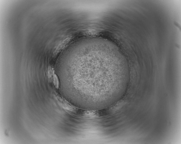 X0000100900624200807011222