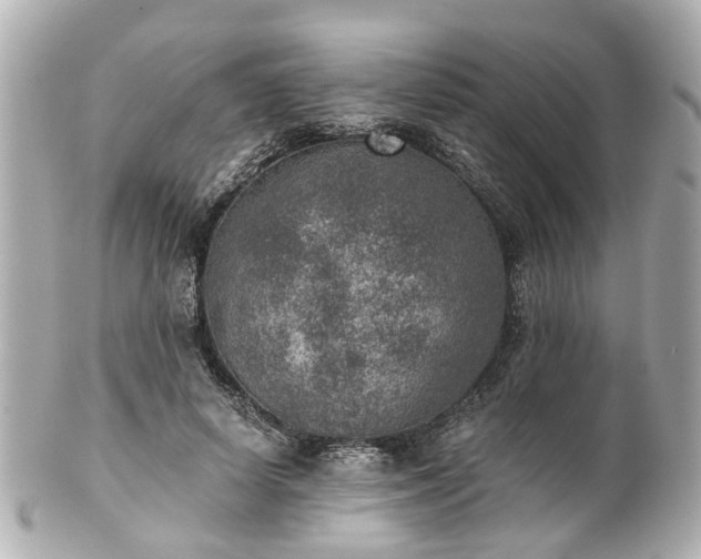 X0000100900642200807011221