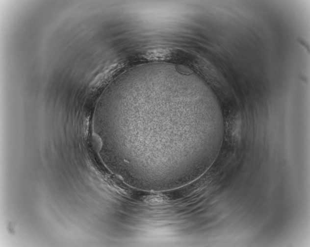 X0000100900652200807011221