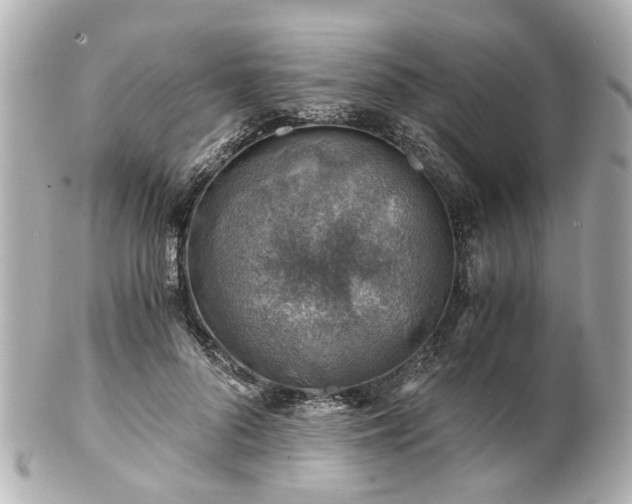 X0000100900696200807011221