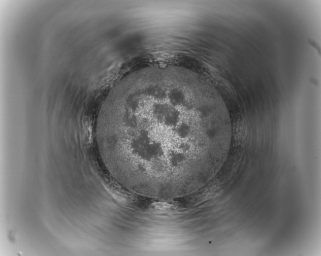 X0000100900703200807011221