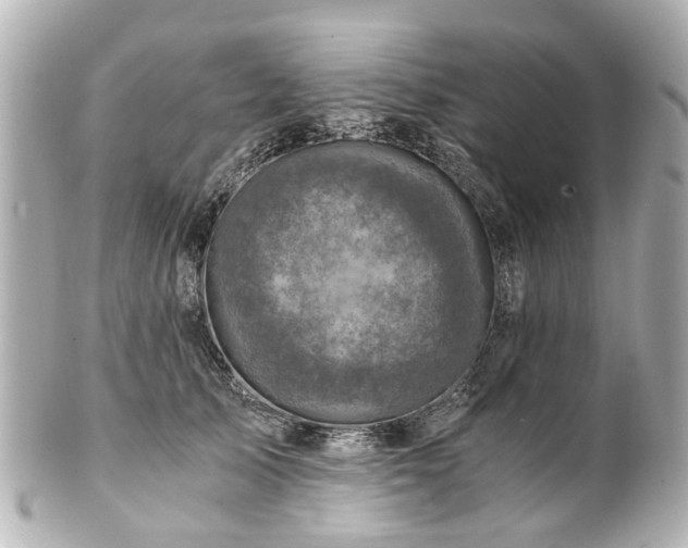 X0000100900705200807011220