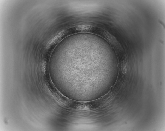 X0000100900735200807011220