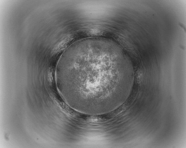 X0000100900746200807011220