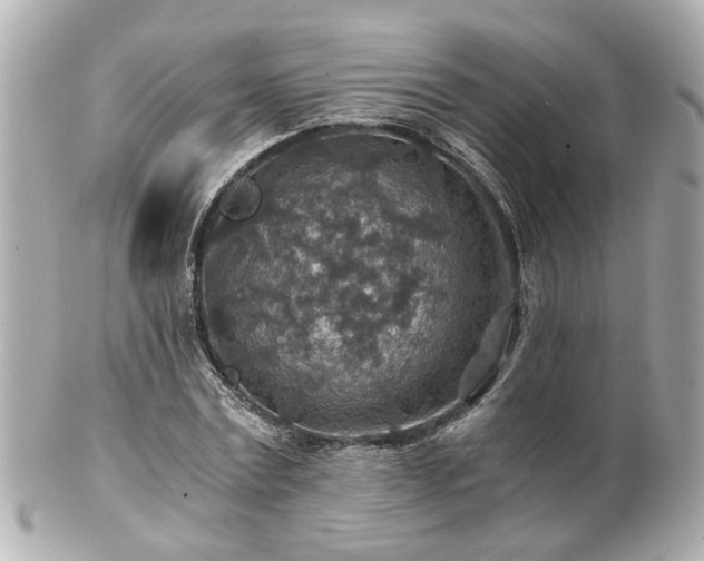 X0000100900779200807011219