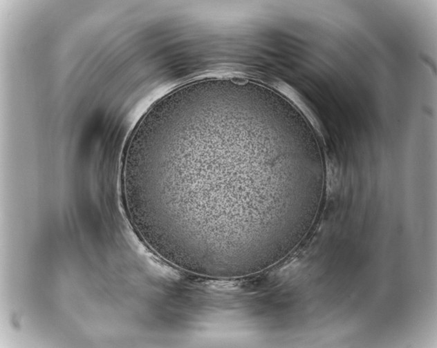 X0000100900861200807011219