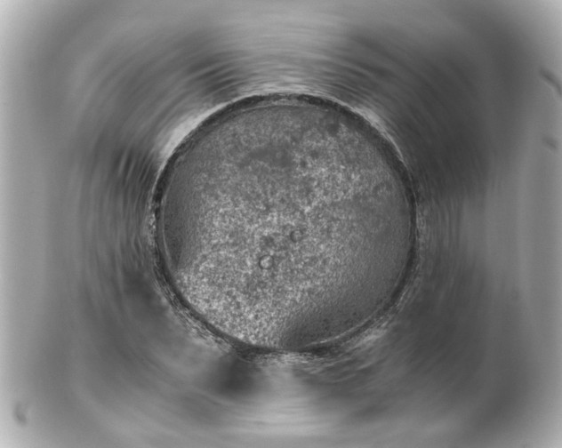 X0000100900879200807011218