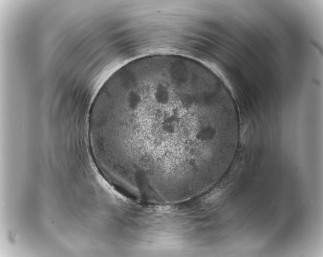 X0000100900903200807011217