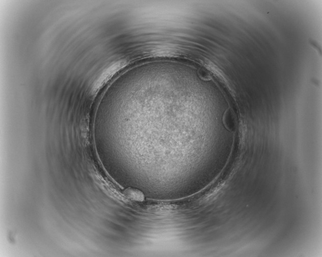 X0000100900930200807011217