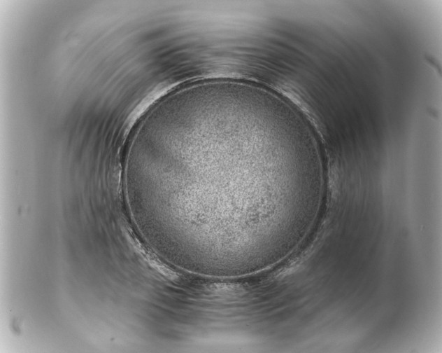X0000100900933200807011217