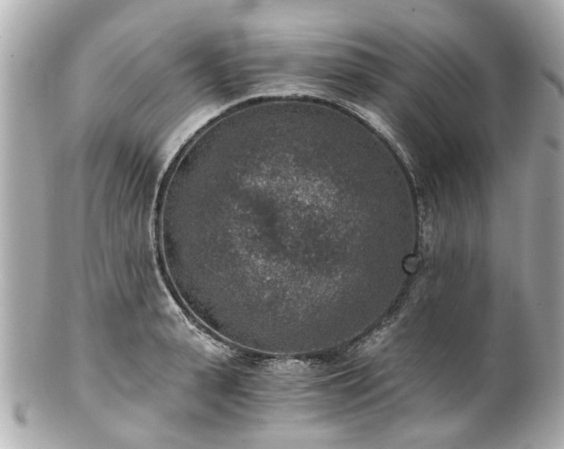 X0000100900943200807011217